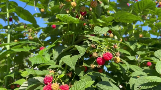 Fresh raspberries ripening among vibrant foliage in bright summer sunshine. Ideal for video projects, healthy food campaigns, website banners, and editorials.