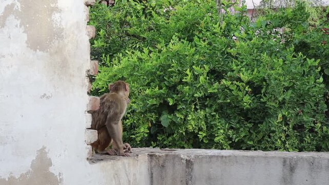Medium shot of a wild rhesus macaque monkey sitting on a rustic concrete wall, looking around and observing its surroundings against a lush green nature background in India.
