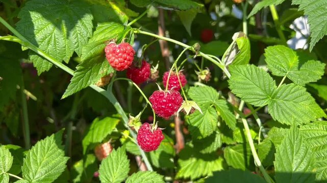 Ripe red raspberries growing among lush green leaves in bright summer light. Perfect for video backgrounds, food ads, gardening blogs, and social media.