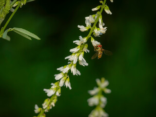 Macro closeup of a hoverfly with red eyes gathering nectar from small white sweet clover flowers against a dark green blurred background © Donald