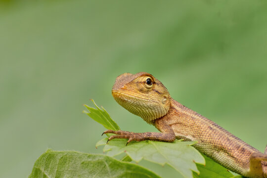 A beautiful close up view of an Oriental Garden Lizard (Calotes versicolor) in blurred background at West Bengal, India