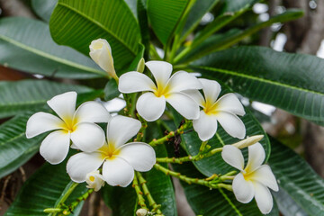 Plumeria flower and green leaves on tree,white frangipani tropical flower  blooming on tree,zen massage spa,summer beach vacation,rest hotel,island sea concept. © wanatithan