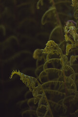 Moody Fern Leaves © Denis