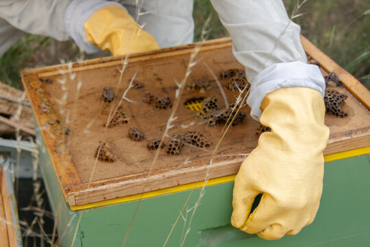 Close-up of beekeeper lifting beehive box with honeycomb lid