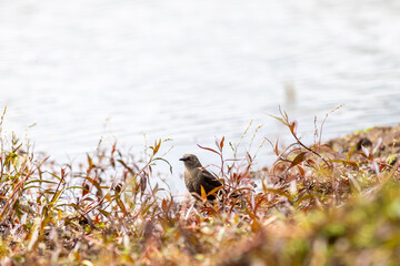 Pájaro buscando nido © Mauro
