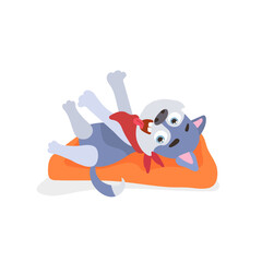 Playful husky dog lying on orange cushion for pet cards stickers pet shops and veterinary clinics © Elena Sevrina