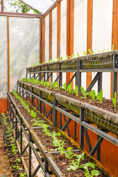 Fresh vegetable green color in garden on the soil growing,young salad, mini cos, green oak lettuce,lambs lettuce in a sunny bed in glasshouse or farm organic concept.
