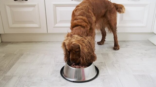 Feeding a dog wet food, canned dog food. English Cocker Spaniel eating from a bowl