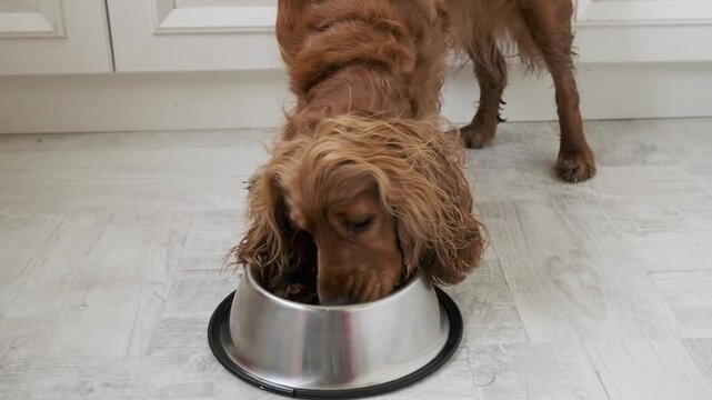 Feeding a dog wet food, canned dog food. English Cocker Spaniel eating from a bowl