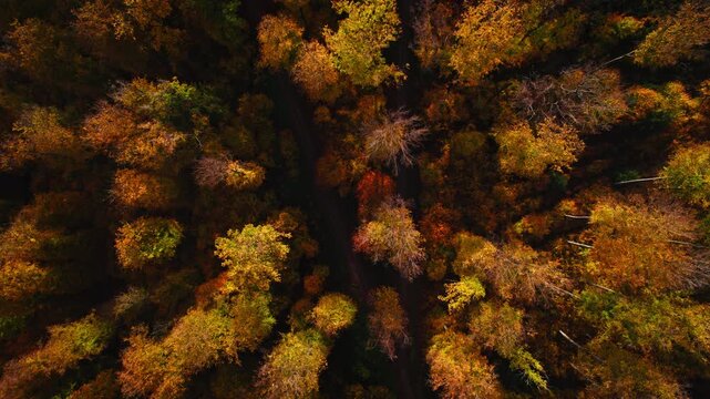 Flying over a beautiful forest with colorful trees in autumn. Aerial drone footage with pleasant deep rich orange fall colors. 
