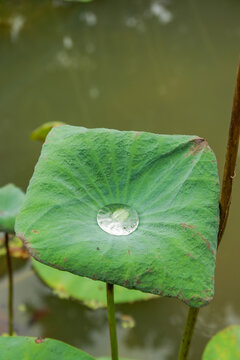 Beautiful Lotus flower with green leaves,Pink and white Lotus 's flowers are in the pool and wild forest,Lily pads with blooming pink water lilies in park or water garden.