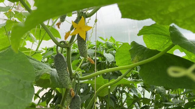 Healthy cucumber plants with ripening fruit in a protected greenhouse. Ideal for video projects, sustainable farming campaigns, and educational content.