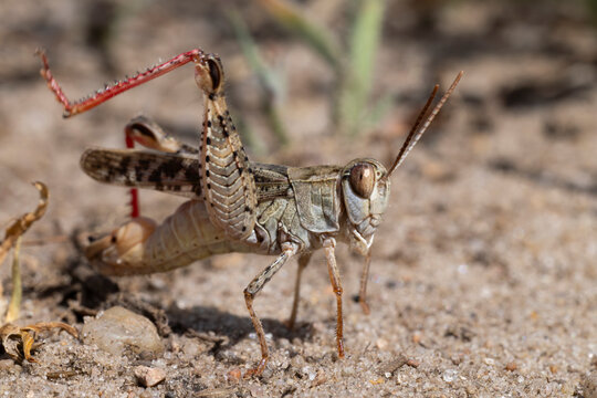 stridulating male italian locust (calliptamus italicus) with intense red hind legs, found in Brandenburg in Eastern Germany