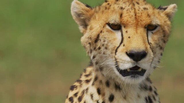 Close-up of a cheetah's face with a blurred green background