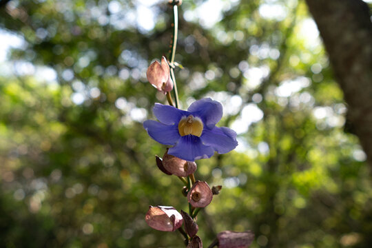 Beautiful blue thunbergia grandiflora flower blooming in a tropical forest with soft green bokeh background