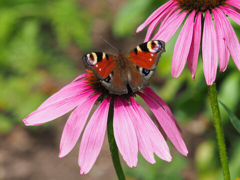 Tagpfauenauge auf Bl&uuml;te vom roten Sonnenhut