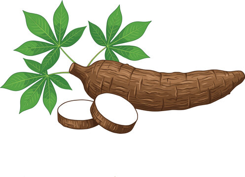 Fresh brown cassava root with green leaves and sliced pieces vector illustration on white background