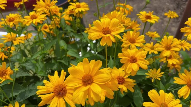 Bright yellow summer flowers blooming in a lush garden with soft natural light. Perfect for video backgrounds, seasonal ads, nature blogs, and social media.