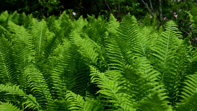 Russian River Conservation 