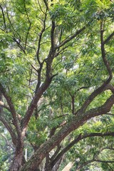Fototapeta premium Low angle view of lush green foliage and shady tree branches under the sunlight.