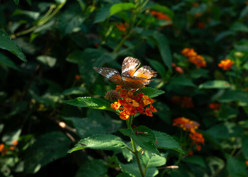 Brown peacock butterfly anartia amathea feeding on a colorful flower in a lush garden