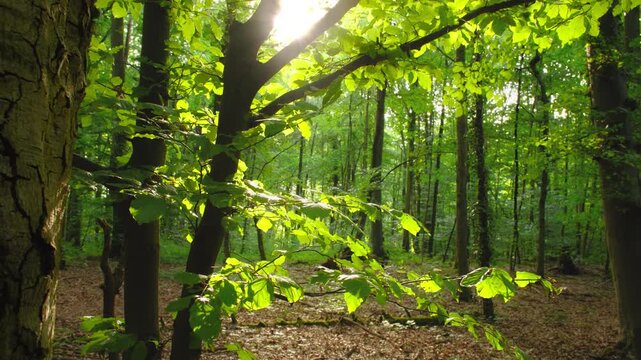 Branches of a small beech tree in a lush green forest with the sun shining behind the green leaves and making them glow