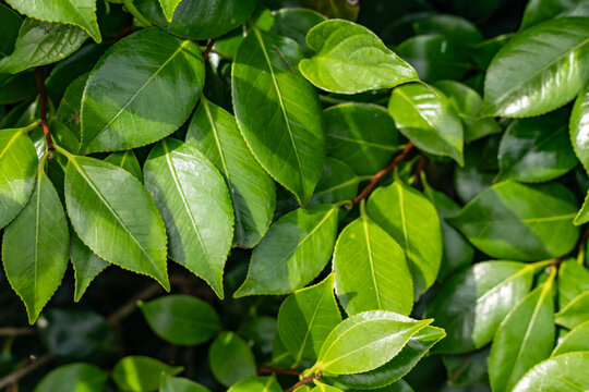Camellia japonica, common camellia, or Japanese camellia, is a species of flowering plant in the tea family Theaceae. Cape Tsumeki, Shimoda city, Izu Peninsula,Shizuoka Prefecture, Japan. 