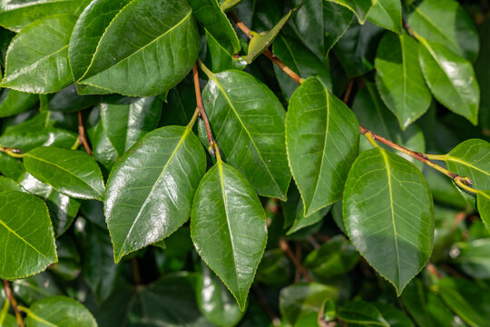 Camellia japonica, common camellia, or Japanese camellia, is a species of flowering plant in the tea family Theaceae. Cape Tsumeki, Shimoda city, Izu Peninsula,Shizuoka Prefecture, Japan. 