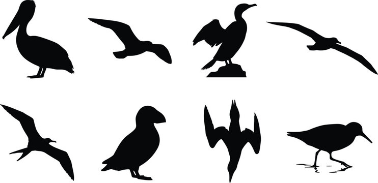 PrintSea and coastal birds vector silhouette bundle with pelican seagull cormorant puffin gannet sandpiper isolated shapes