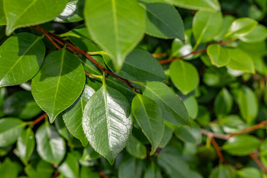 Camellia japonica, common camellia, or Japanese camellia, is a species of flowering plant in the tea family Theaceae. Cape Tsumeki, Shimoda city, Izu Peninsula,Shizuoka Prefecture, Japan. 
