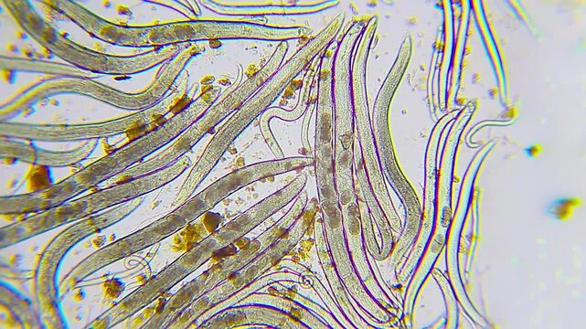 Abstract organic texture of dense nematode worms with internal eggs under 100x brightfield