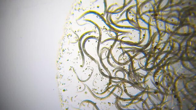 Nematode worms swarming inside the edge of a water droplet under 40x brightfield magnification