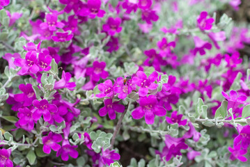 Obraz premium Vibrant Purple Flower Garden Scene