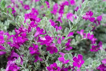 Obraz premium Vibrant Pink and Purple Flowers in Garden