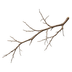 Fototapeta premium A single bare wooden branch with delicate twigs extending outwards isolated against a stark white background for a minimalist and natural design element composition