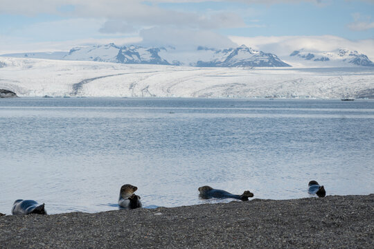 Seals in front of a glacier