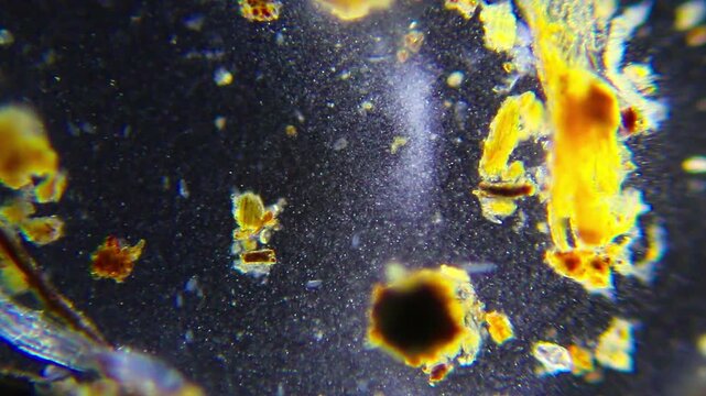 Abstract microscopic background of dense bacteria and protozoa under 40x darkfield magnification