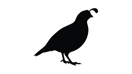 Fototapeta premium Quail Silhouette Against A White Background Silhouette