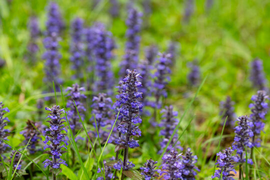 Ajuga, Bugleherb or Bugleweed (Ajuga reptans) in the spring garden