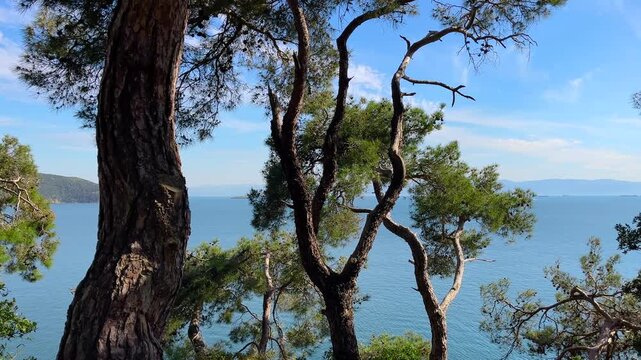 Tall Turkish pine trunks on Princes Islands in Istanbul with Marmara Sea and distant coastline in background. Mediterranean coastal landscape with blue water and island horizon
