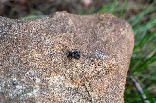 A beetle on a large stone