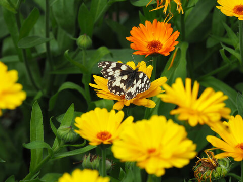Schachbrettfalter auf einer Ringeiblumenbl&uuml;te