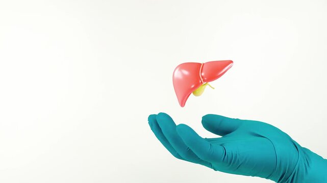 A doctor's hand, wearing green gloves, points to the liver. Liver health, prevention of liver cancer or cirrhosis, routine clinical examination. Isolated on a white background.