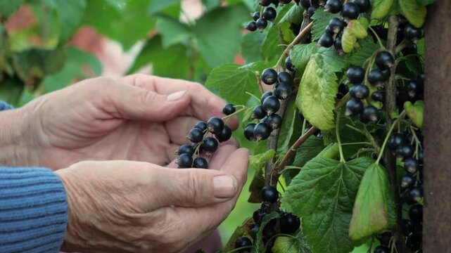 Close up wrinkled hands of elderly man, carefully shows ripe organic black currants from bush during summer harvest. Hobby of elderly to grow berries for healthy and natural lifestyle in the garden.