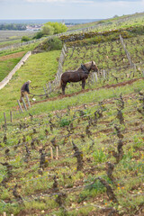Obraz premium Horse plowing vineyard in Vougeot, Bourgogne Franche Comte, France