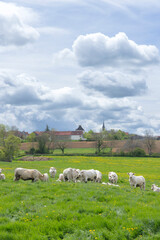 Fototapeta premium Cattle grazing in green field with Cussy la Colonne village