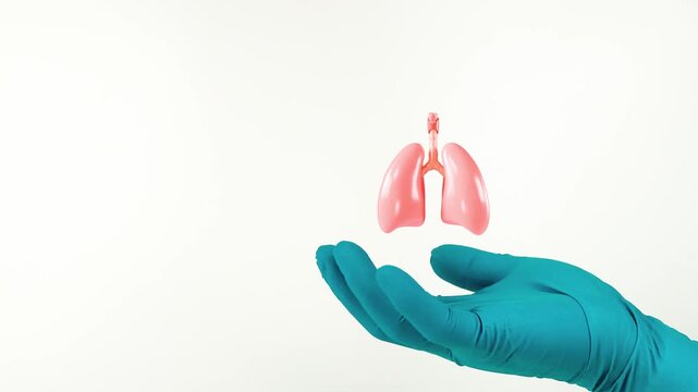 A doctor's hand, wearing green gloves, shows the lungs. Respiratory health, lung cancer and asthma prevention, routine lung exam. Image isolated on a white background.