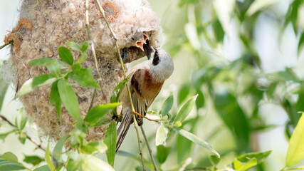 penduline tit feeding its chicks © lazalnik