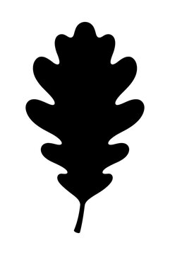 Black silhouette of an oak leaf with silhouette, botanical as isolated object