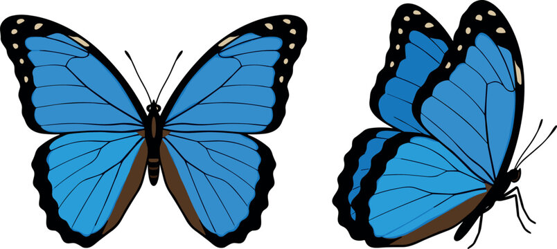 Blue Morpho Butterfly Vector Illustration Set Featuring Exotic Tropical Insect from Top and Profile Side Angles for Spring Nature Wildlife and Entomology Graphic DesignsBlue Morpho Butterfly Vector Il